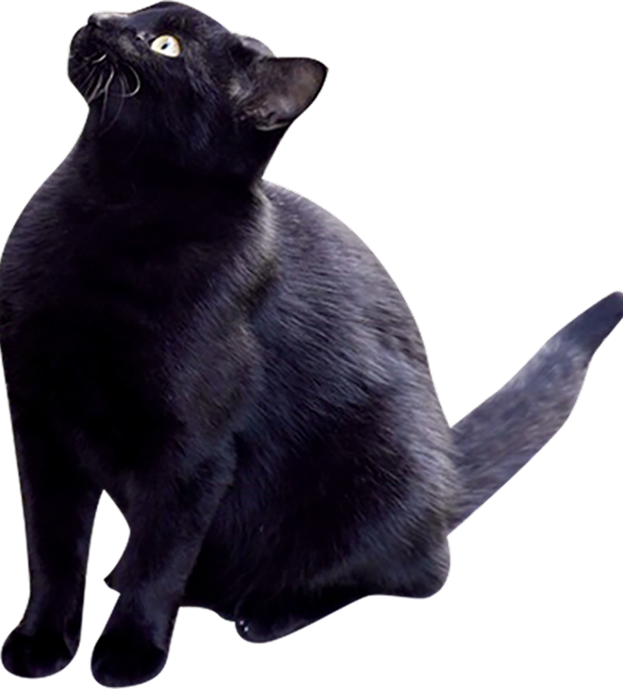 cats_black